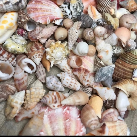 100 Real Seashells Mixed Grab Bag Lot for diy nautical decor or crafting - Picture 5 of 13